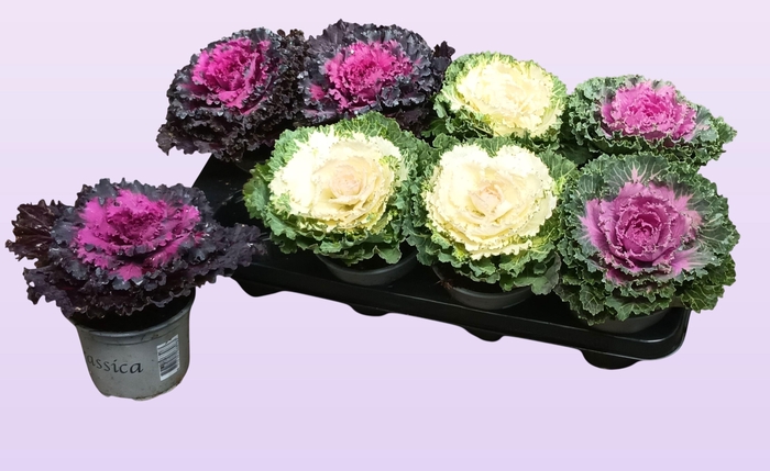 <h4>BRASSICA (SIERKOOL)</h4>