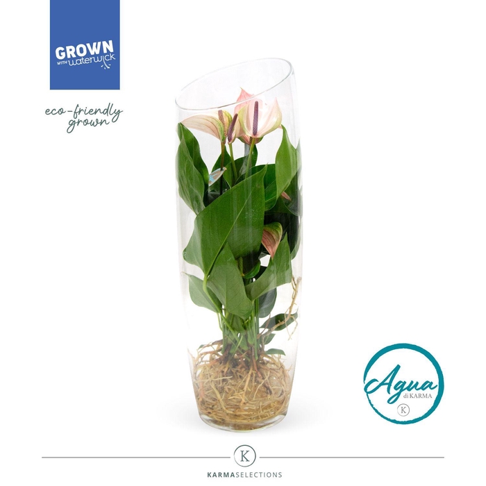<h4>Mimesis Anthurium KARMA Pulse - Aqua di Karma Sky 50cm</h4>