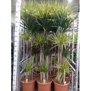 Dracaena   ...mix