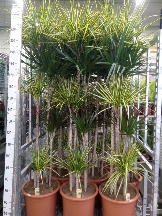 <h4>Dracaena   ...mix</h4>