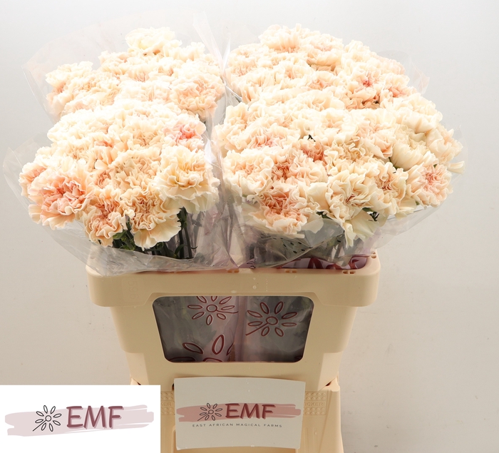 <h4>DI ST PEACH TEA +</h4>