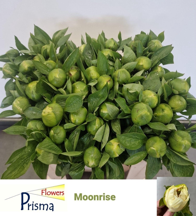 <h4>PAEO MOONRISE</h4>