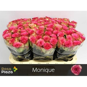 R Gr Monique