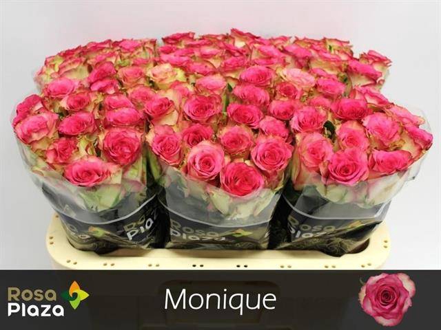 <h4>R Gr Monique</h4>
