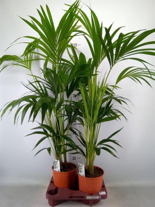 <h4>Howea forsteriana</h4>