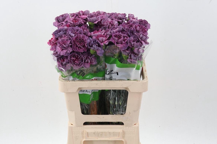 <h4>Dianthus ST 'Hypnosis'</h4>