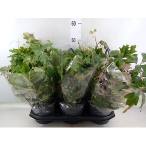 Cissus rhombifolia 'Ellen Danica'