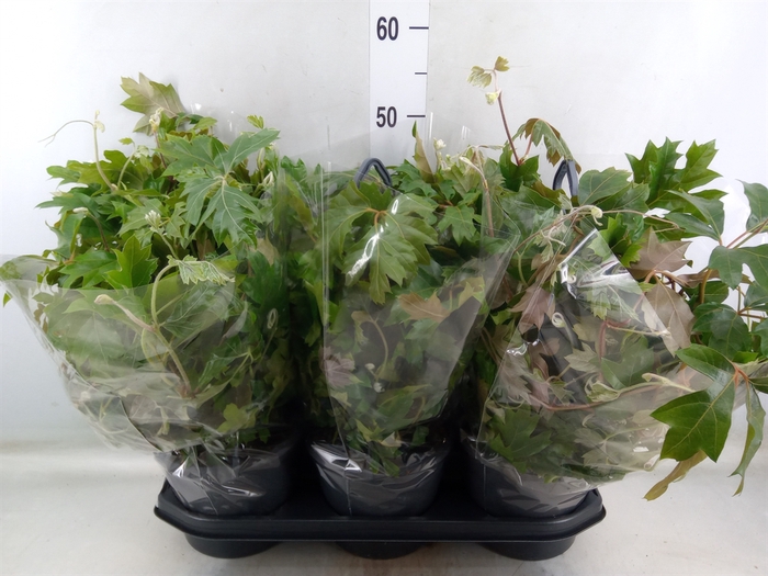 <h4>Cissus rhombifolia 'Ellen Danica'</h4>