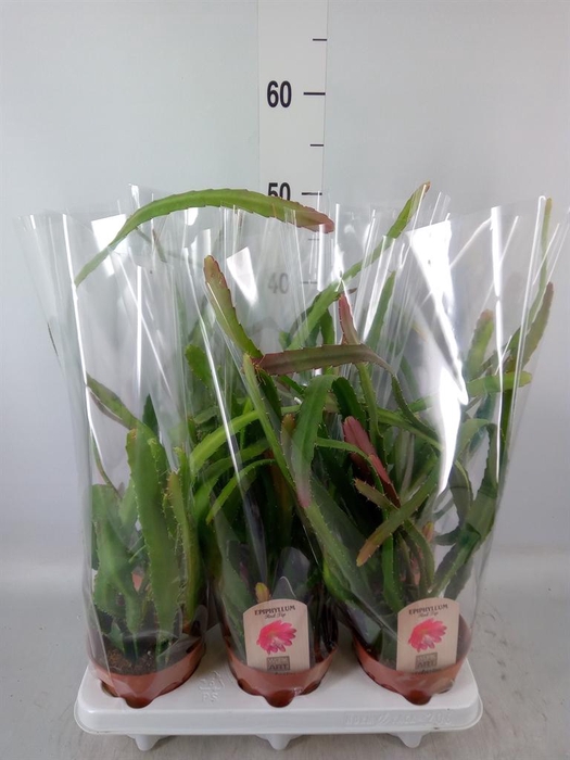 <h4>Epiphyllum   ...</h4>