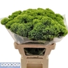 Di Barb Green Wicky Super