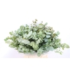 Euca Cinerea Short 150gr P Bunch