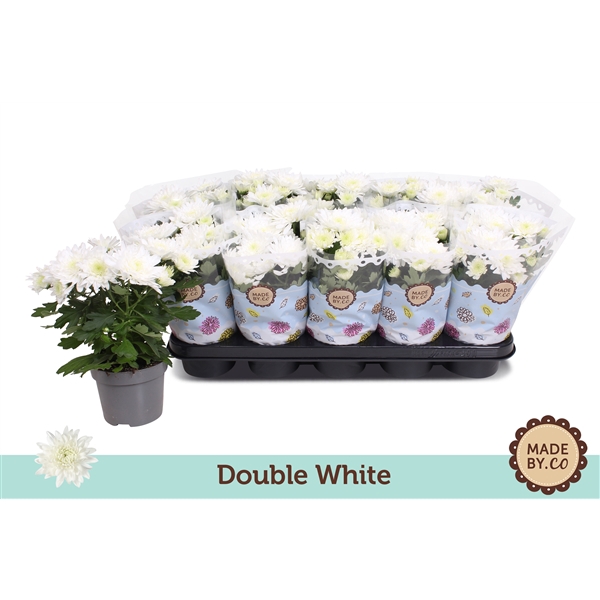 <h4>Chrysant Double White</h4>