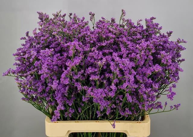 <h4>LIM OHIO BLUE</h4>