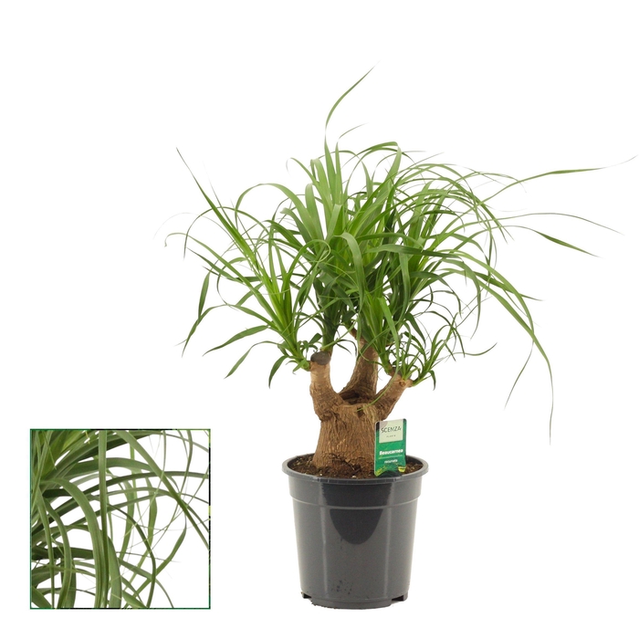 <h4>Beaucarnea vertakt 19 cm</h4>