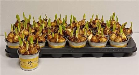 <h4>Narc O Tete A Tete</h4>