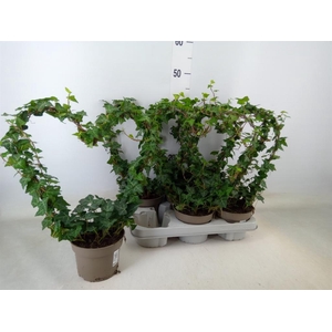 Hedera   ...green leafed