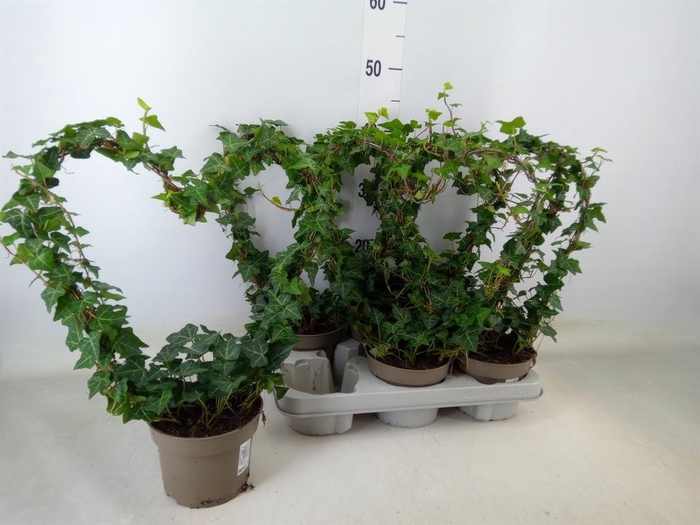 <h4>Hedera   ...green leafed</h4>