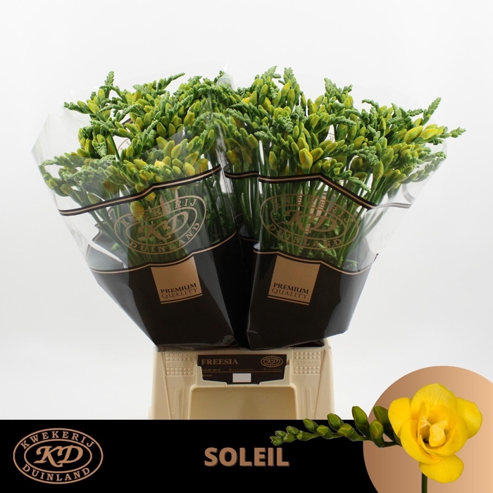 <h4>Fr Du Soleil</h4>