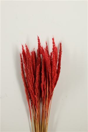 Dried Pinion Grass Red Bunch
