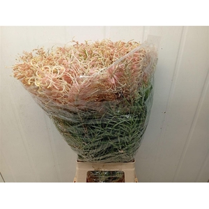 Grevillea Misty Pink