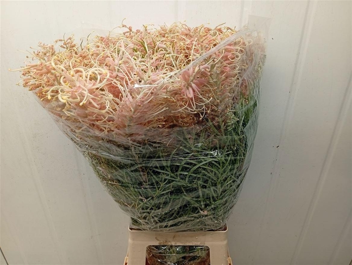 <h4>Grevillea Misty Pink</h4>