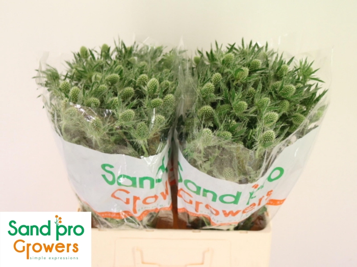 ERYN MAG WHIT LAGOON