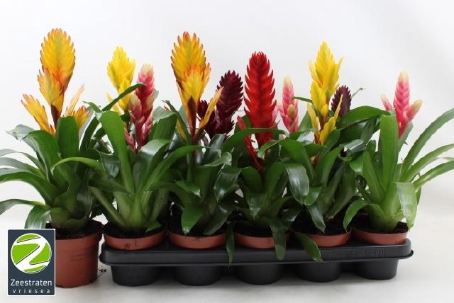 <h4>VRIES GEM 6 SRT</h4>