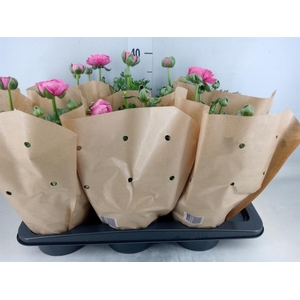 Ranunculus  'Success XXL'   ...mix