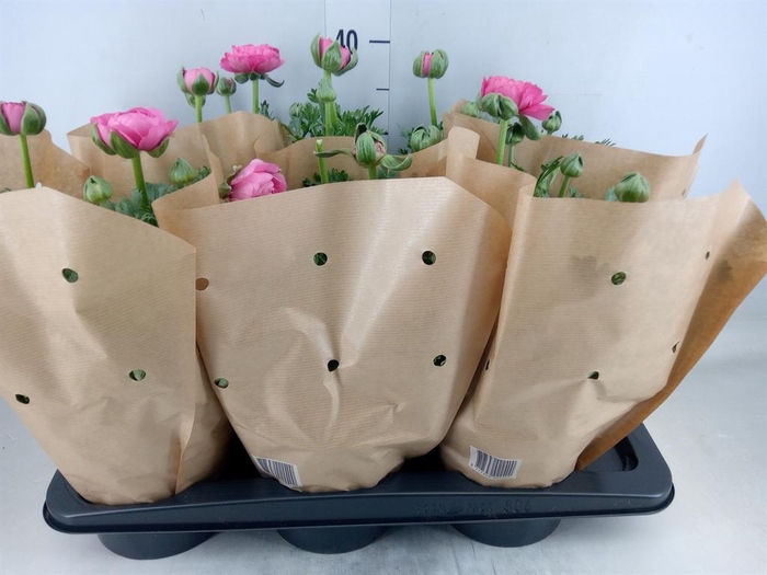 <h4>Ranunculus  'Success XXL'   ...mix</h4>