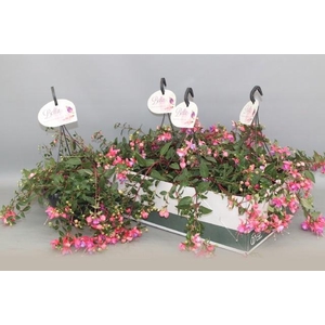 FUCHSIA B F HANG GEM