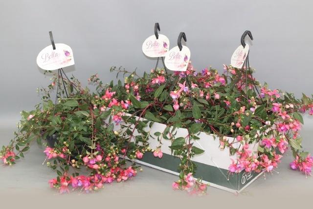 <h4>FUCHSIA B F HANG GEM</h4>