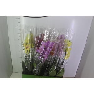 PHALAENOPSIS MIX P12