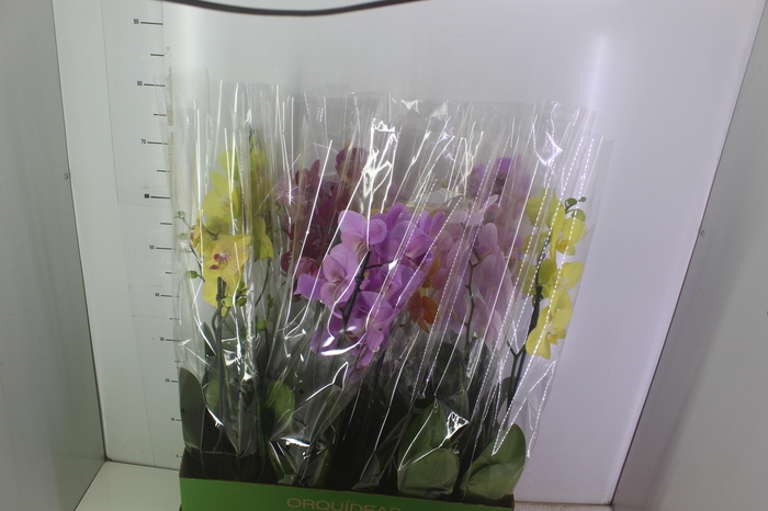 <h4>PHALAENOPSIS MIX P12</h4>