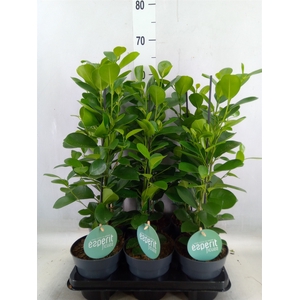 Ficus microcarpa 'Moclame'