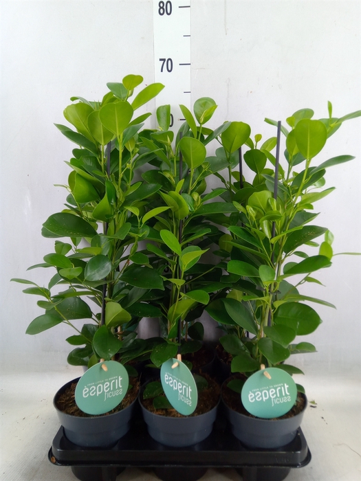 <h4>Ficus microcarpa 'Moclame'</h4>