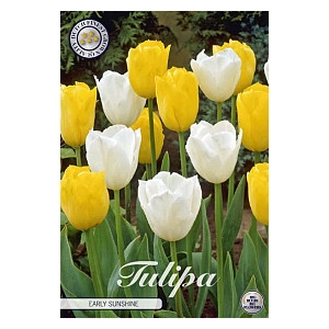 Bulb Tulp Early Sunshine X10