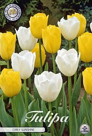 <h4>Bulb Tulp Early Sunshine X10</h4>