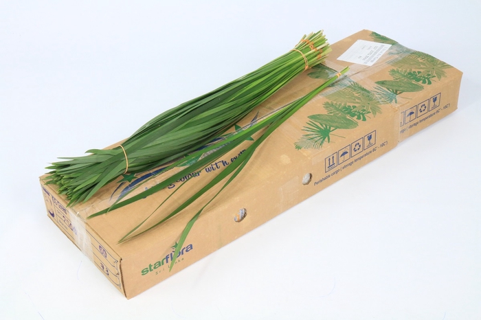 <h4>T-Grass Green (per stem)</h4>