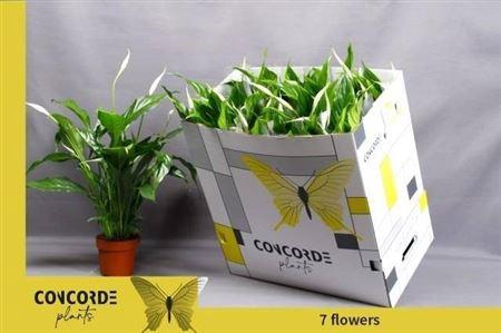 <h4>Spath Sweet Benito 7+</h4>