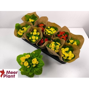 CALC X HERBEOHYBRIDA