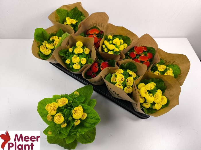 <h4>CALC X HERBEOHYBRIDA</h4>