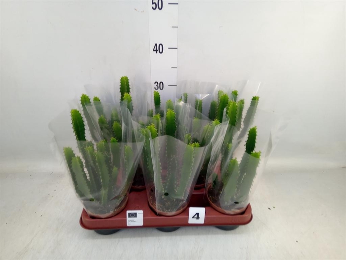 <h4>Euphorbia ...</h4>