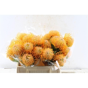 Leuco Co Soleil