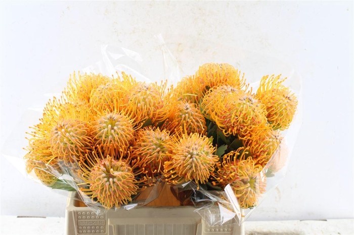 <h4>Leuco Co Soleil</h4>