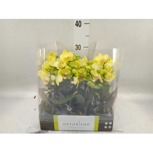 Phalaenopsis multi.   ...yellow