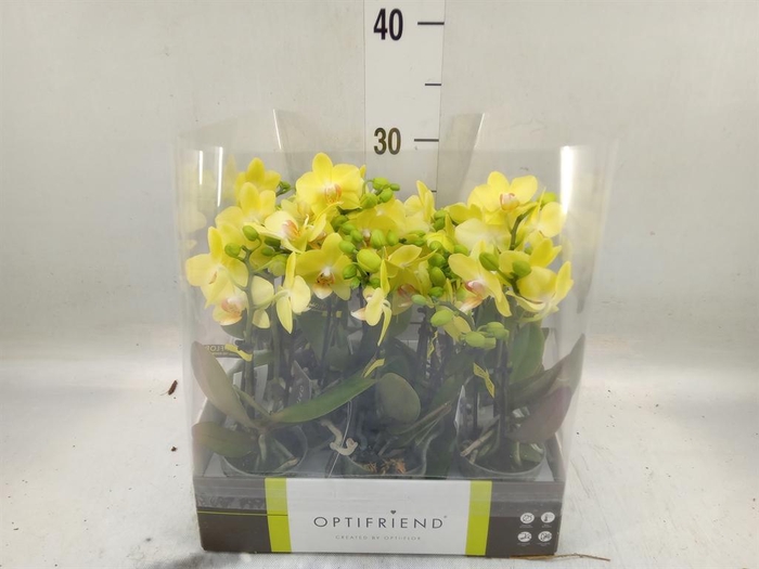 <h4>Phalaenopsis multi.   ...yellow</h4>