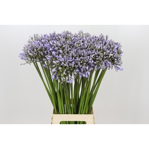 Agapanthus Silberpfeil