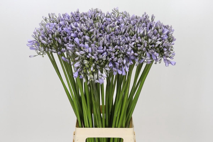<h4>Agapanthus Silberpfeil</h4>