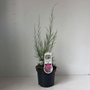 Tamarix ramosissima Pink Cascade