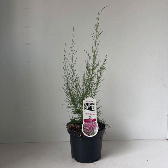 <h4>Tamarix ramosissima Pink Cascade</h4>